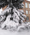 2017 ICBGE Winter by Matvieieva.jpg