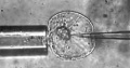 Thumbnail for version as of 19:01, 19 January 2009