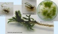 4moses in vitro 2013.jpg