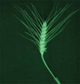 Gramineae Spike 300x312.jpg